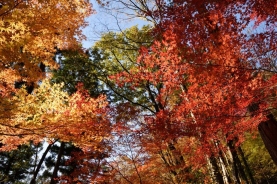 🍁【秋の紅葉シーズン ご予約受付中！】中津川で紅葉×グランピングを満喫しませんか？🍂