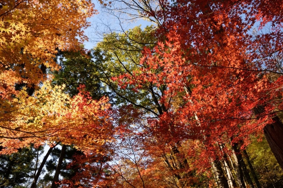 🍁【秋の紅葉シーズン ご予約受付中!】中津川で紅葉×グランピングを満喫しませんか?🍂
